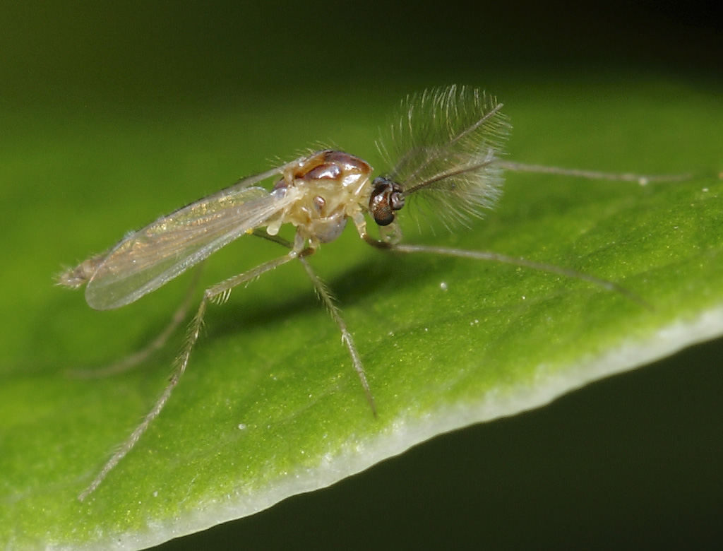 maschio di Chironomidae